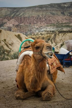 Cappadocia Camel Riding Tour